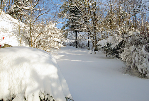 Snowy backyard