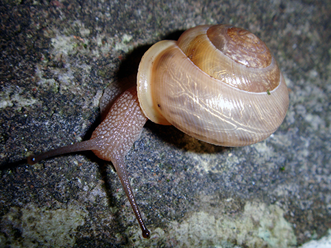 Close up of snail