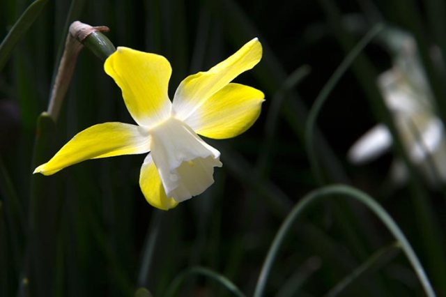 Close up of and to a spring flower