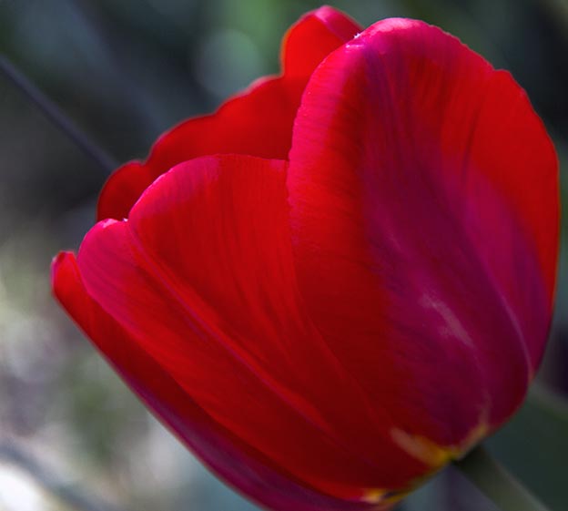 Red tulip side view