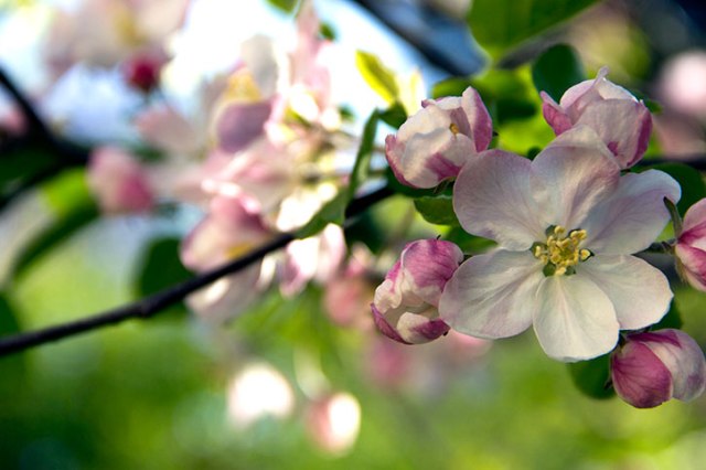 Apple Blossoms