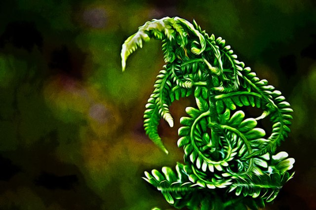 Fern 2014 Toned and What not