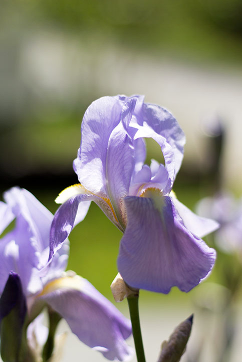 Light Purple Iris