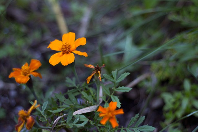 Freshly planted flowers