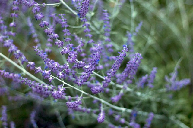 Russian sage