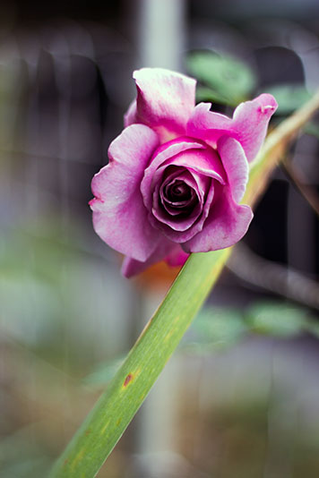 A lavender rose