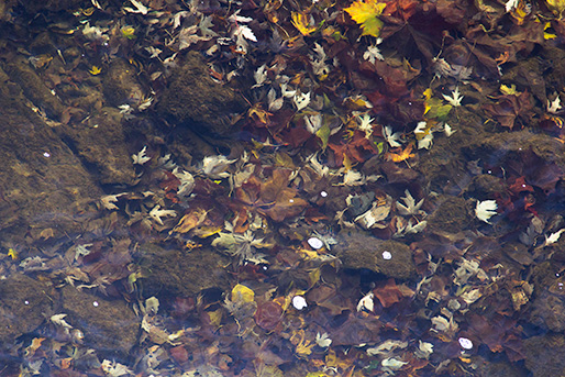 Leaves in water