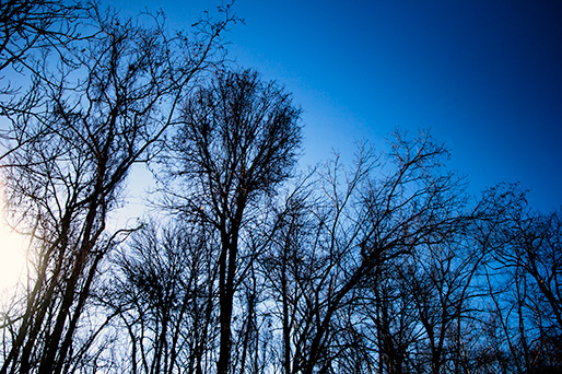 Looking up at winter trees
