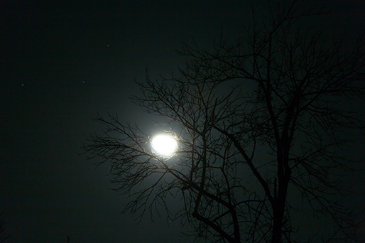 Moon and the tree
