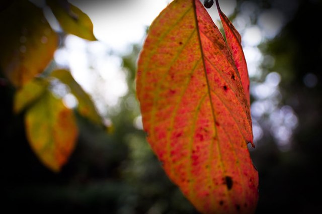 Fall Leaf