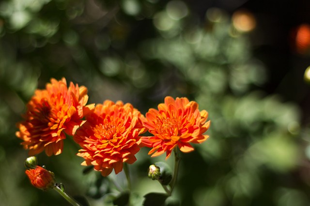 Fall Flower 3