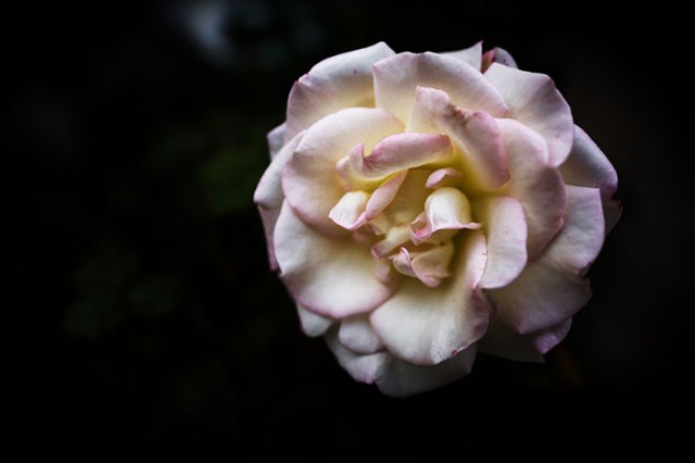 Fall Rose 1