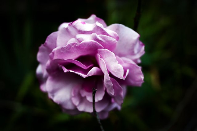 Fall Rose 5