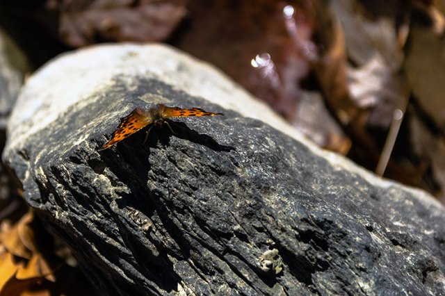 Butterfly by the river