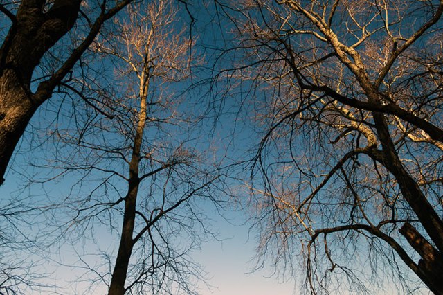 Tree and sky on a warm winter day