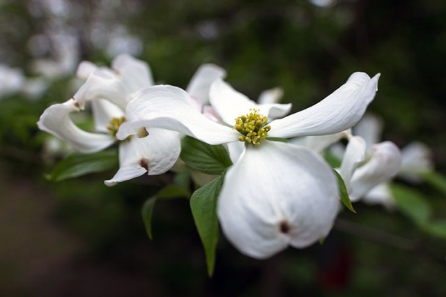 Dog wood tree bloom 02