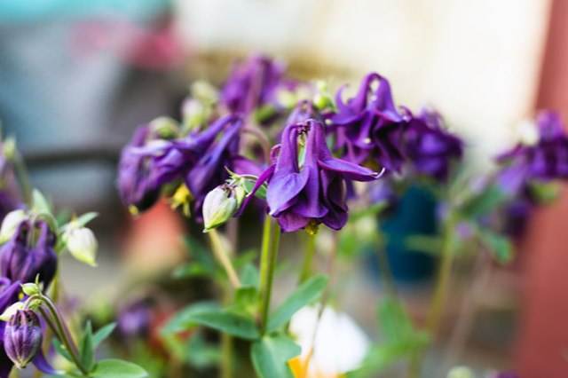 Some nice looking flowers