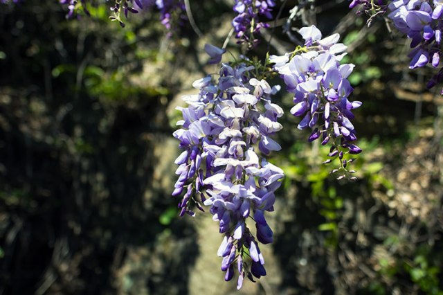 Wisteria 1