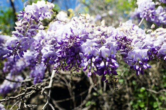 Wisteria 2